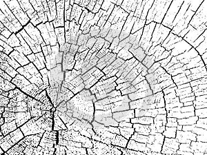 Structure of cracks of wood