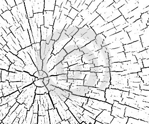 Structure of cracks of wood