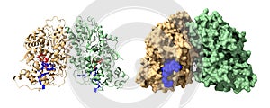 Structure of cryptochrome 3 dimer - DNA (blue) complex.