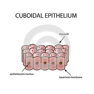 The structure of cubic epithelium. Infographics. Vector illustration on background photo