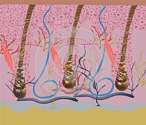 Structure and cycles of hair growth on a human head under a microscope close-up. Vector illustration. Hair under the