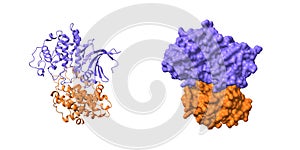 Structure of cyclin-dependent kinase 2 (CDK2, blue) in complex with cyclin E (brown)