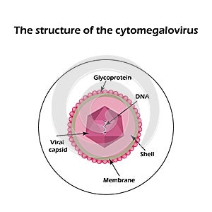 The structure of the cytomegalovirus. Infographics. Vector illustration