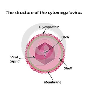 The structure of the cytomegalovirus. Infographics. Vector illustration