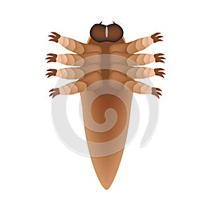 The structure of the demodex mite. Demodecosis. Infographics. Vector illustration on isolated background.