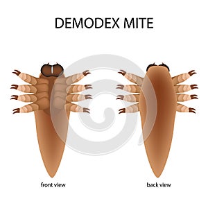 The structure of the demodex mite. Front view and rear view. Demodecosis. Infographics. Vector illustration on isolated