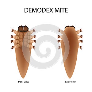 The structure of the demodex mite. Front view and rear view. Demodecosis. Infographics. Vector illustration on isolated