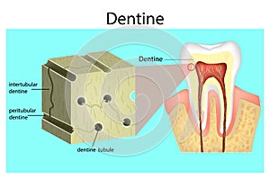 Structure of Dentine.