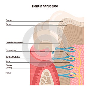 Structure of Dentine. Parts of a tooth, including dentine. photo