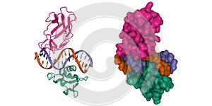 Structure of the DNA binding domains of human FLI1 (green) and Runx2 (pink) in complex with DNA