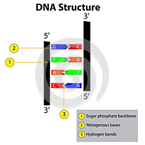 Structure of DNA dna strands nucleic acid hydrogen bonds