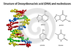 Structure of DNA and related nucleobases