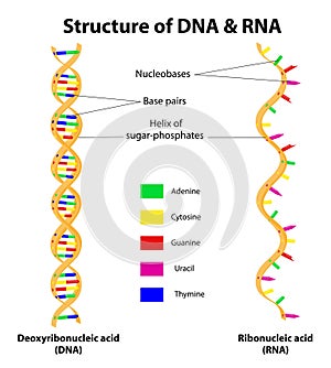 Structure DNA and RNA molecule. Vector photo