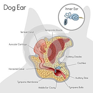 Structure of dog ear