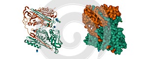 Structure of a domain-swapped serpin dimer.