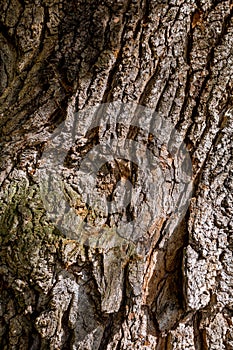 Structure and drawing of the bark of an old tree