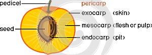 Structure of drupe or stone fruit peach