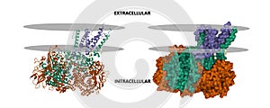 Structure of E. coli hydrogenase-1 in complex with cytochrome b