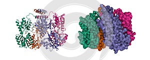 Structure of E. coli Lac repressor core tetramer photo