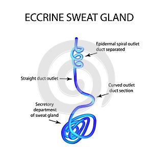 Structure Eccrine sweat gland. Infographics. Vector illustration on background