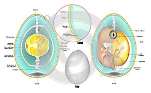 Structure Of Egg. Anatomy of a bird embryo. Chicken Egg Development. photo