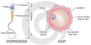 Structure of egg and sperm