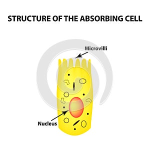 Structure of the enterocyte. absorptive cells intestine. Infographics. Vector illustration on isolated background. photo