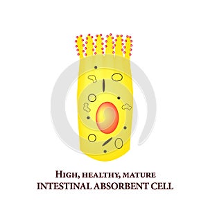 Structure of the enterocyte. absorptive cells intestine. Infographics. Vector illustration on isolated background. photo