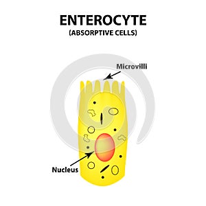 Structure of the enterocyte. absorptive cells intestine. Infographics. Vector illustration on isolated background. photo