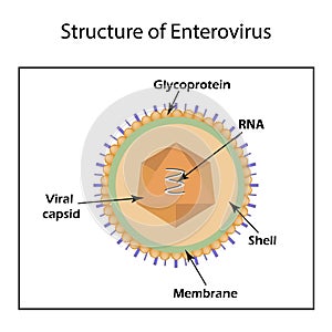 The structure of the enterovirus. photo