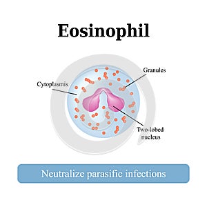 The structure of the eosinophil. Vector illustration