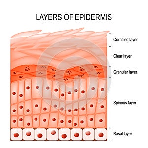 Layers of epidermis