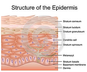 Structure of the epidermis medical vector illustration, dermis anatomy photo