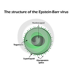 The structure of the Epstein-Barr virus. Infographics. Vector illustration