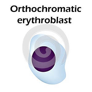 The structure of the erythrocyte. Erythrocyte blood cell. The structure of the red blood cell. Reticulocyte