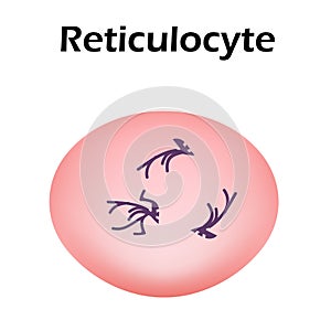 The structure of the erythrocyte. Erythrocyte blood cell. The structure of the red blood cell. Reticulocyte