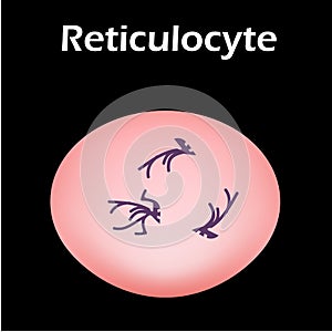 The structure of the erythrocyte. Erythrocyte blood cell. The structure of the red blood cell. Reticulocyte