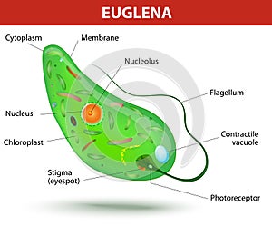 Structure of a euglena photo
