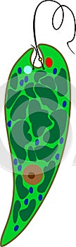 Structure of Euglena viridis
