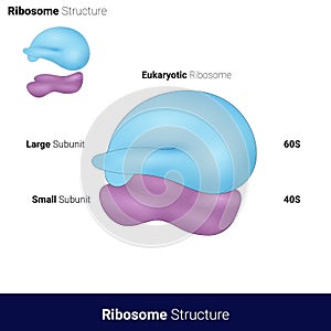 Structure eukaryotic Ribosome 80S ribosome showing smaller and larger subunit