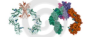 Structure of the extracellular segment of human TRKA in complex with nerve growth factor