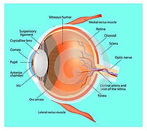 Structure of the eye.