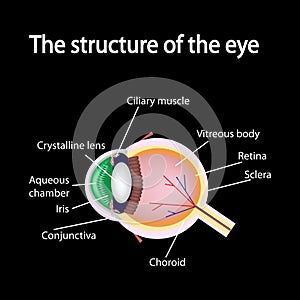 The structure of the eye