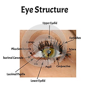 The structure of the eye is anatomical external. The structure of the iris, cornea, eye pupil. photo