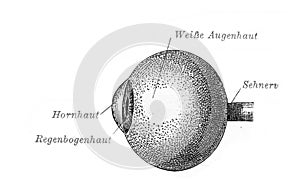 The structure of eye in the old book Meyers Lexicon, vol. 2, 1897, Leipzig