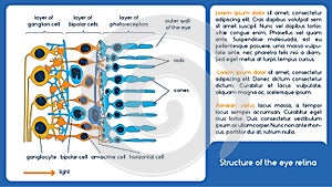 The structure of the eye retina. photo