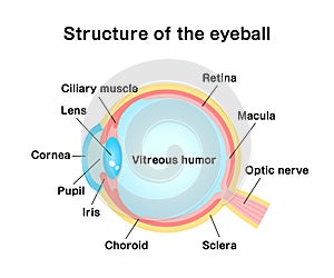 Structure of eyeball illustration