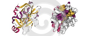 Structure of factor XI complexed with a pyrimidinone inhibitor