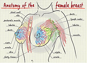 Structure of the female breast