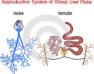 Structure of female and male reproductive system of Sheep liver fluke Fasciola hepatica